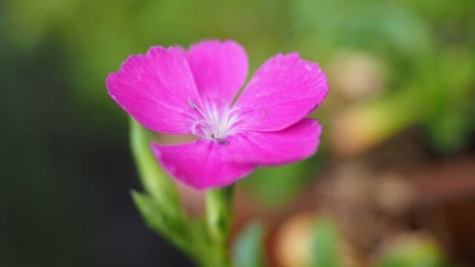 ホトトギスの花