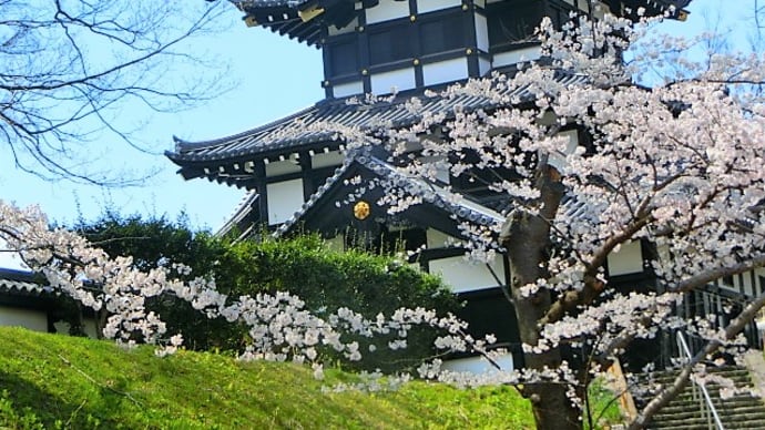 高田城址公園の桜。