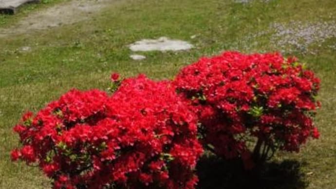 2025年 4月21日(月)の「旧芝離宮恩賜庭園」・「港区立イタリア公園」・「浜離宮恩賜庭園」(1)