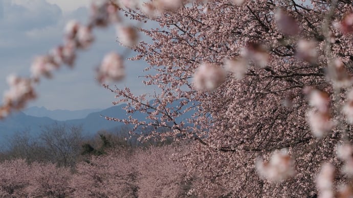 坂戸市の安行寒桜(2024.3.20)3…by空倶楽部
