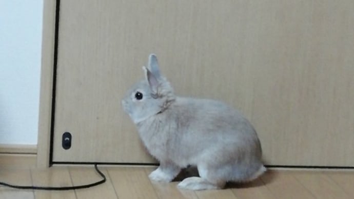 うさぎ学長!わちゃまる君!(その109)閉じ込められてた、わちゃまる君