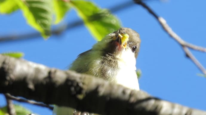 幼鳥が飛び回る夏の戦場ヶ原