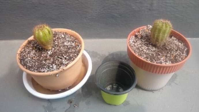 サボテン、植え替えたぞぉ～：P