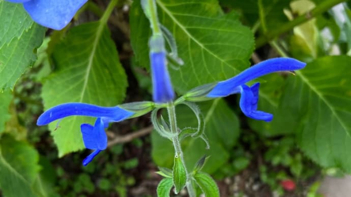 サルビアパテンスブルーエンジェル＊鮮やかな青＊大きな花の宿根草