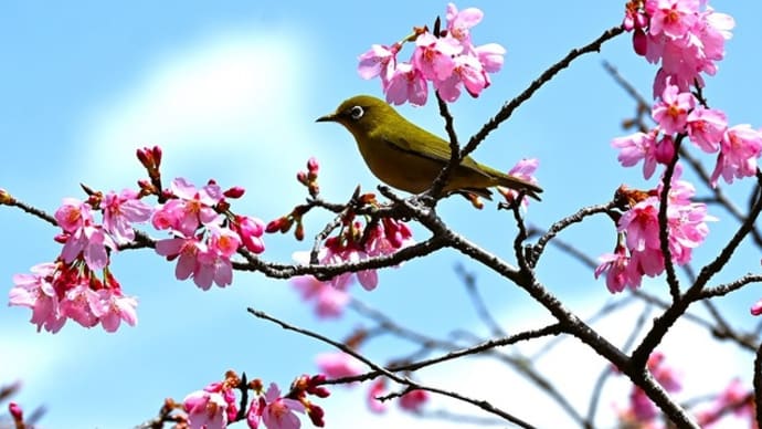 メジロと桜　～山科・勧修寺の春