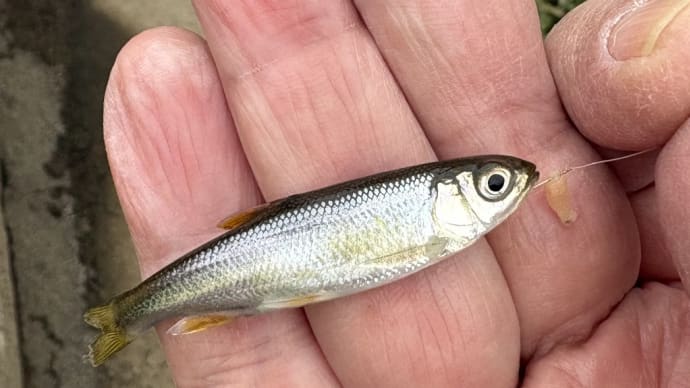 🐟世代が受け継がれて嬉しい😃 柏尾川のオイカワ。