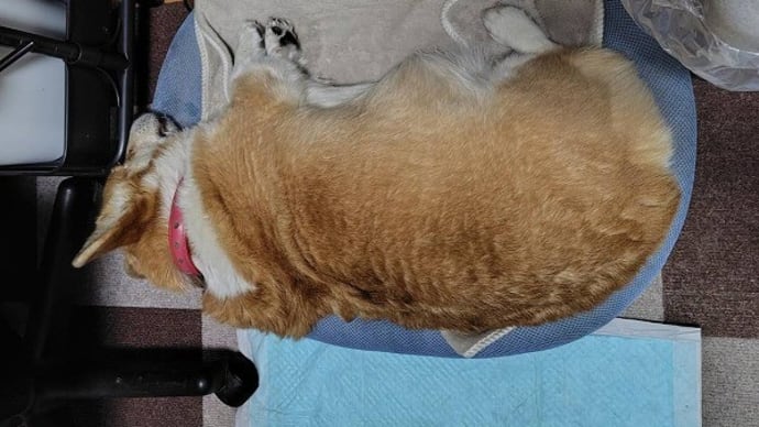 寝言を言う犬・・・