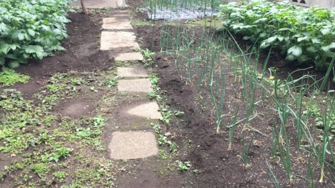 里芋植え付け