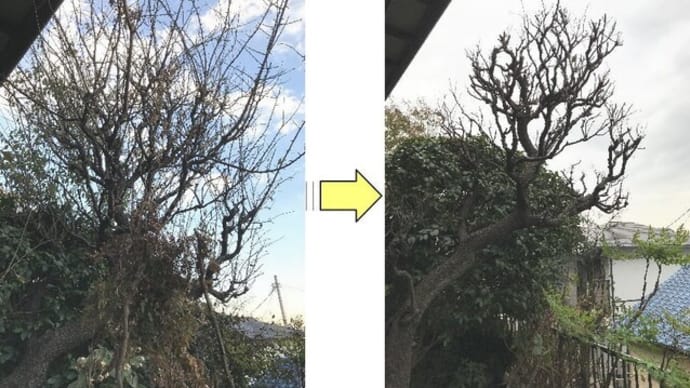 梅の木は花後が本格的な剪定時期