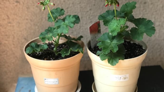 ゼラニュウムが開花した