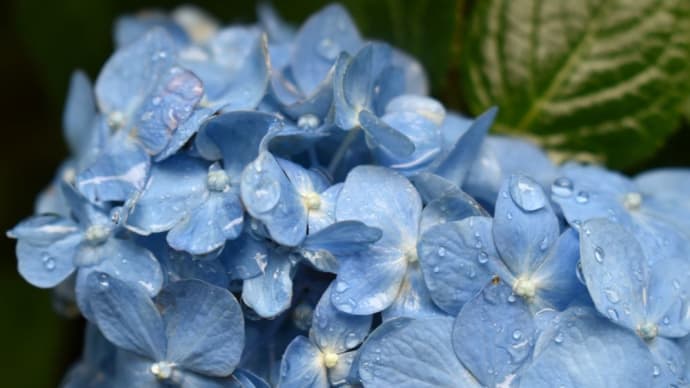 水無月のあじさい、雨粒の蒼。