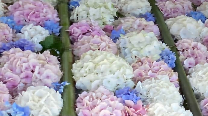 SNSで人気!花手水が素敵な柳谷観音 楊谷寺