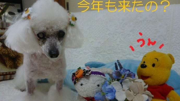 今日も夏日だけど…大気の状態が不安定…(-_-)ウーム 今年もラス家に鳩がきた!