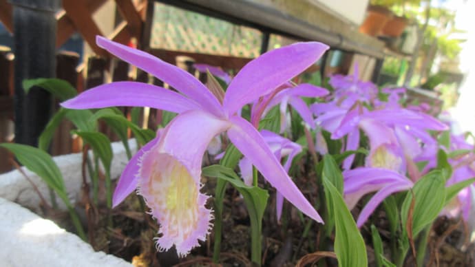 今日の花(タイリントキソウ)