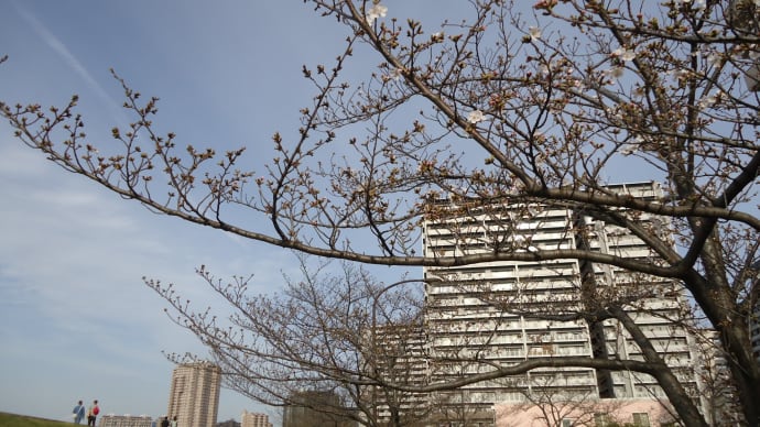 汐入の桜は咲き始め
