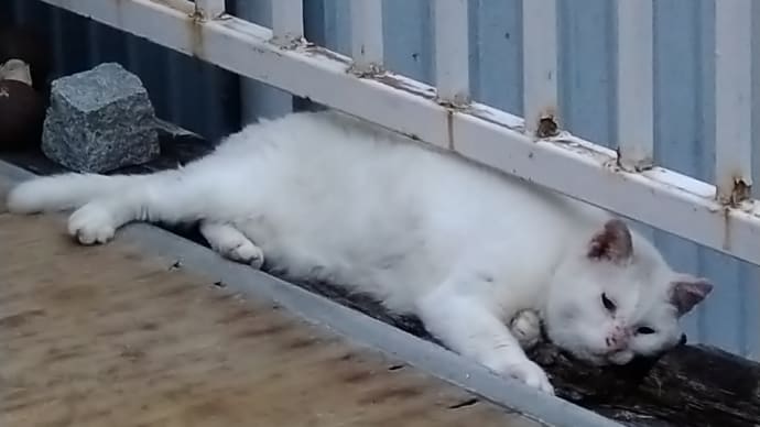 夏休みは猫の飼い方を考えよう 1
