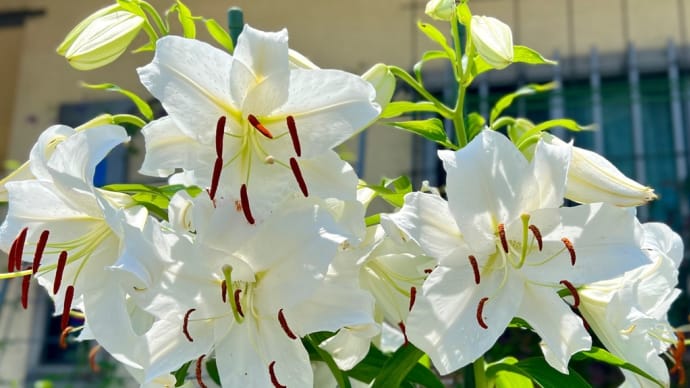 カサブランカの鉢の植え替え〜遅ればせながら作業〜