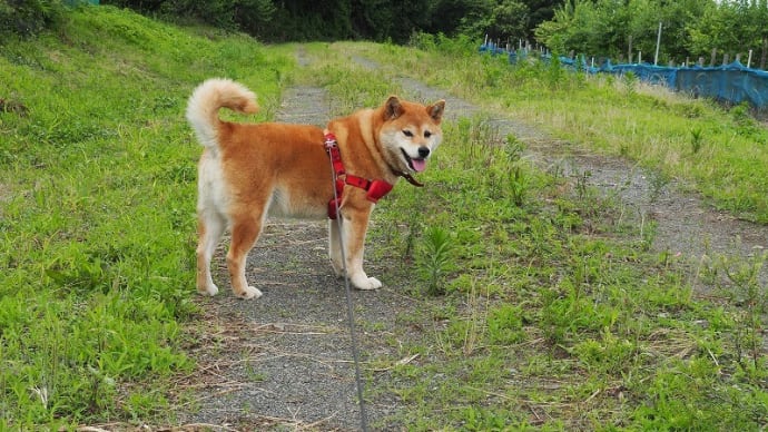 今日もコマさん