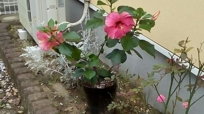 今年はハイビスカスが何度も咲きました。
