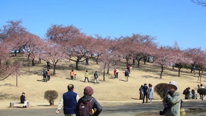 伊勢崎市民の森の河津桜2025(その6)見頃