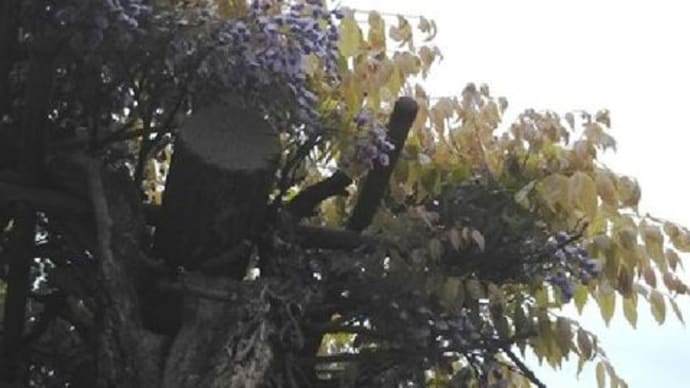 ハナミズキの花他