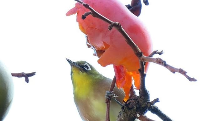 柿の実を啄みに来た野鳥たち