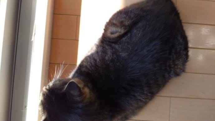 惜しむ