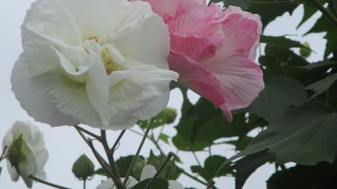 ミニドライブ 道の駅では 酔芙蓉