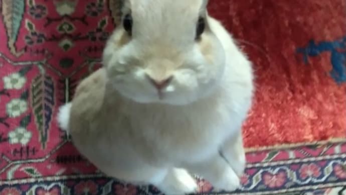 うさぎ学長!わちゃまる君!(その225)遊びに行きたい!