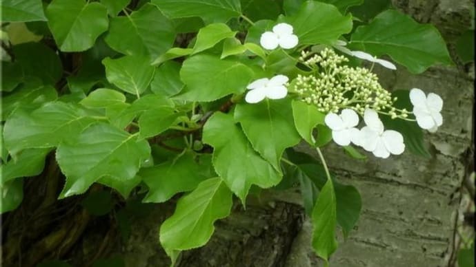 樹木の花とヒゲナガオトシブミ。