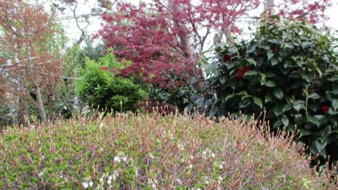 花を出し始めた「ドウダンツツジ」、赤い葉を開き始めた「ノムラモミジ」