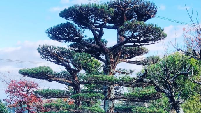五葉の松