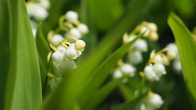★入笠すずらん山野草公園のドイツすずらん20万本 2020
