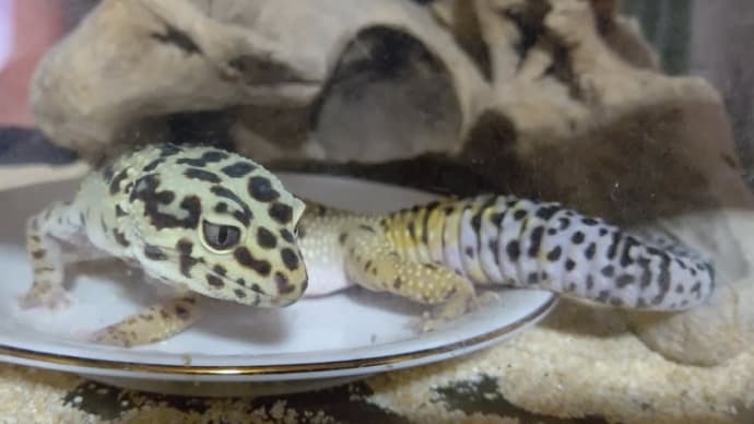 ペットに癒されました