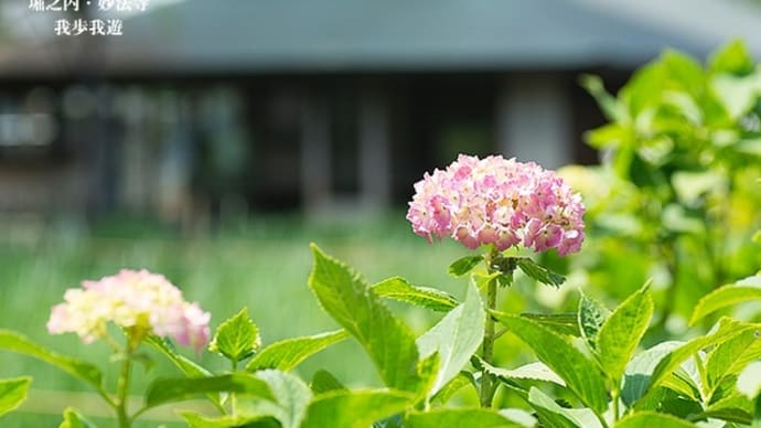 初夏の彩り、咲きはじめ。