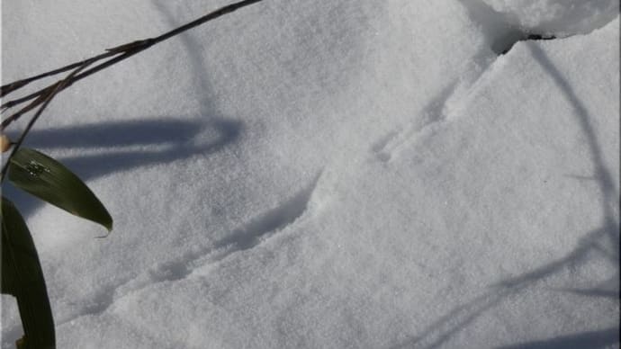 雪の上の足跡。