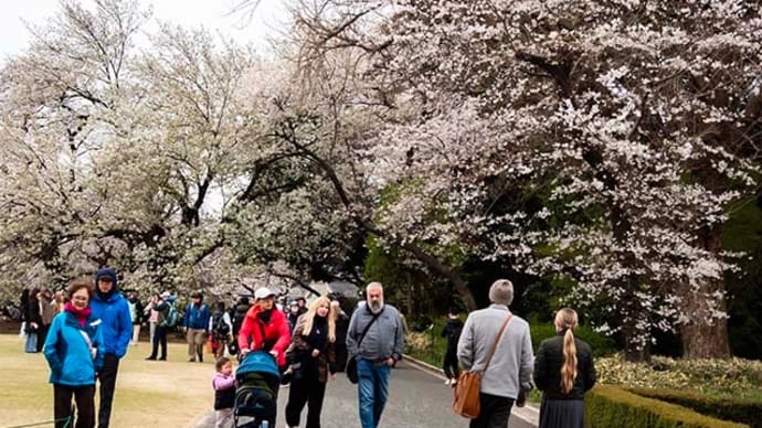 新宿御苑の桜