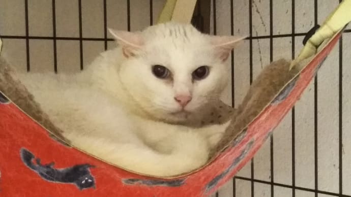変化を嫌う猫