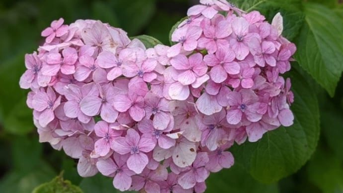 ハートの紫陽花