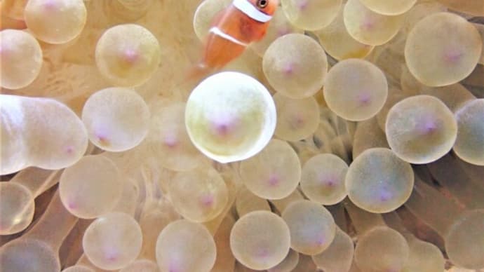 可愛いのと格好いいのと!!、5月3日の海。☆