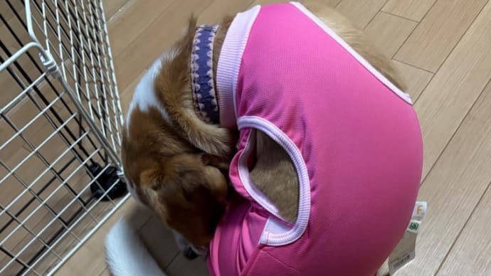 レスリング部、入部