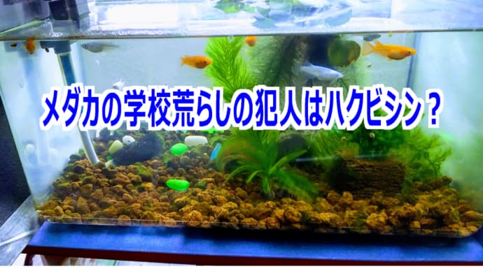 メダカの学校荒らし、犯人はハクビシン?