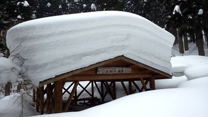 西粟倉村の原生林(雪)