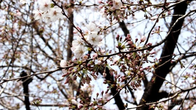 西荻の桜