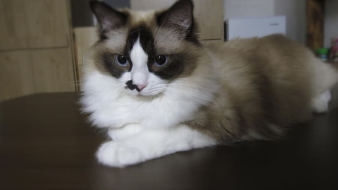 猫日記と主のつぶやき 久しぶりの