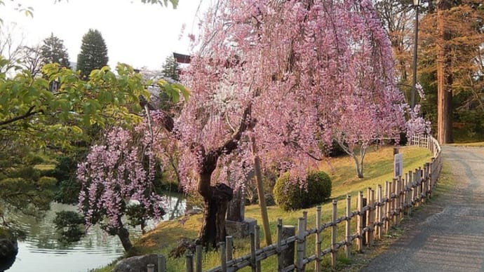 神社境内 の桜 4月 ④（ヤエベニシダレ&シダレザクラ）ほか