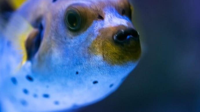 犬の顔した魚。