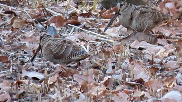 里山散策で出合った野鳥たち