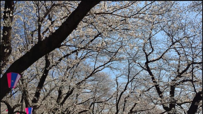第92回幸手桜まつり・幸手権現堂桜堤(県営権現堂公園)