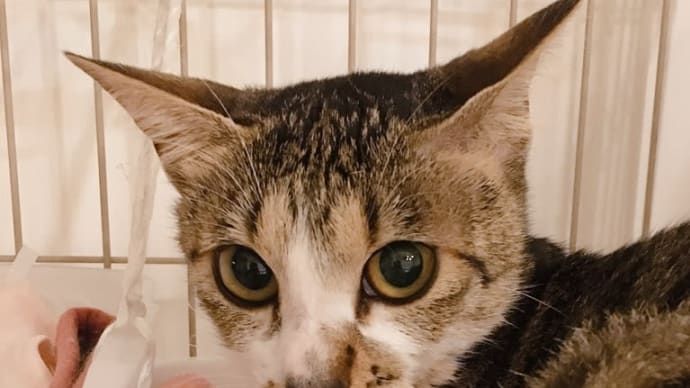 多頭崩壊の保護猫たち